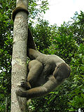 Thumbnail for Gray woolly monkey