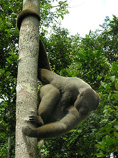 <span class="mw-page-title-main">Gray woolly monkey</span> Subspecies of New World monkey