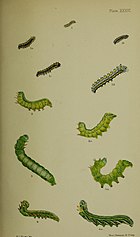 Figs.1 young larva after first moult; 1a larva after second moult; 1b, 1c larva after third moult;1d larvae after last moult Buckler W The larvae of the British butterflies and moths PlateXXXVI.jpg