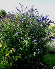 Buddleja davidii 'Moviy Ufq' .jpg