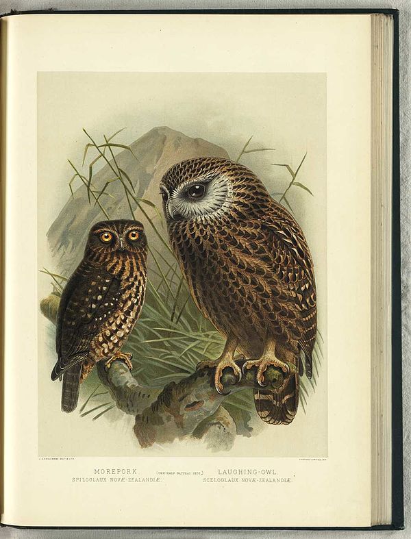 Illustrations of the morepork (left) and the extinct laughing owl (right) by John Gerrard Keulemans in Walter Buller's A History of the Birds of New Z