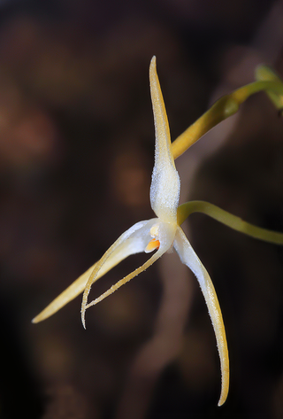 <i>Bulbophyllum laxiflorum</i> Species of orchid