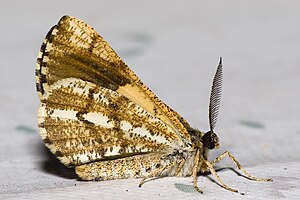 Pine moth (Bupalus piniaria), male