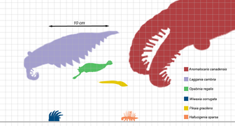 Comparación a escala de Opabinia junto a otras especies del Cámbrico