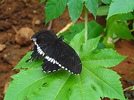 Tropical Butterfly shot at Bannerghatta Butterfly Park,Bangalore,India.