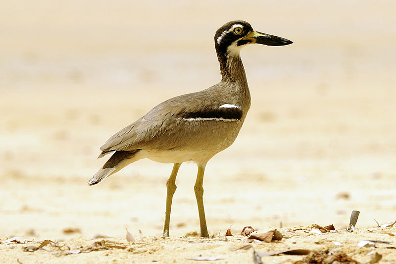 File:CSIRO ScienceImage 10880 Beach Stonecurlew.jpg