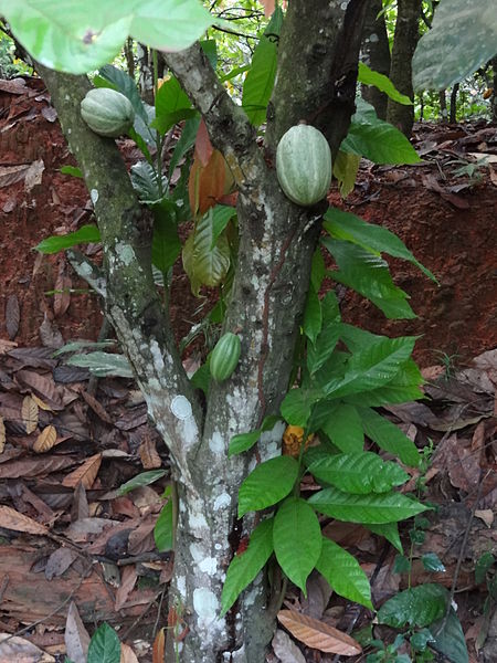 File:Cacao fruit in Côte d'Ivoire (7).JPG