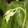 Calanthe puberula Japan - Takashima Shiga prefecture