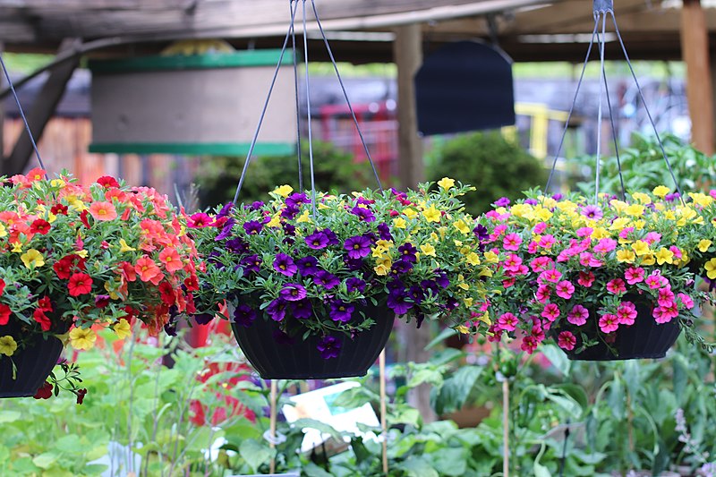 File:Calibrachoa hanging basket IMG 0164--.jpg