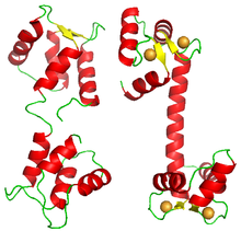 Cartoon representation of the protein Calmodulin in its two conformation: "closed" on the left (derived from PDB id: 1CFD) and "open" on the right (derived from PDB id: 3CLN). The open conformation is represented bound with 4 calcium ions (orange spheres). CalmodulinConformation.png