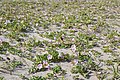 ハマヒルガオ Calystegia soldanella