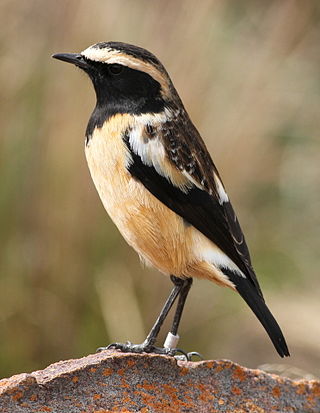 <span class="mw-page-title-main">Buff-streaked chat</span> Species of bird