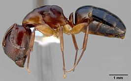 Camponotus yogi