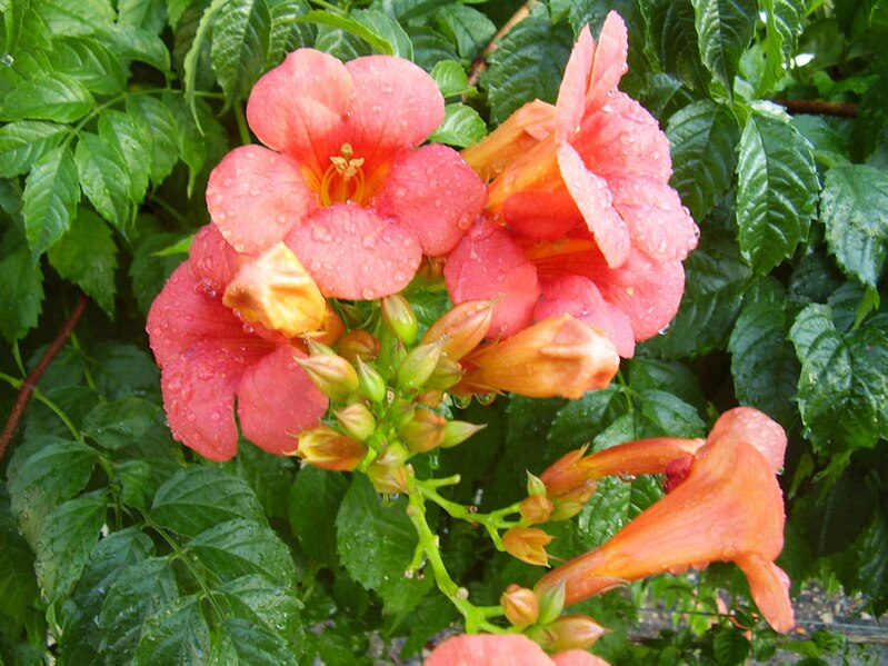 File:Campsis flowers (1).jpg