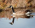 Canada Goose (50793304613).jpg