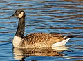 * Nomination Canada goose (Branta canadensis), Lake Victoria, Christchurch --Podzemnik 00:13, 13 June 2019 (UTC) * Promotion  Support Good quality. -- Johann Jaritz 00:42, 13 June 2019 (UTC)