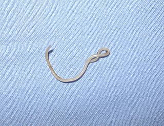 <i>Toxocara canis</i> Species of roundworm