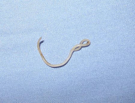 Fail:Canine roundworm 1.JPG