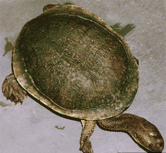 Adult female Chelodina canni Cannifemale.gif