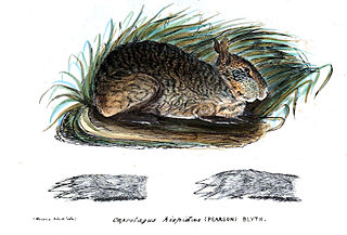 <span class="mw-page-title-main">Hispid hare</span> Species of mammal