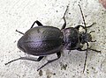 Carabus nemoralis