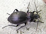 Miniatura para Carabus sylvestris