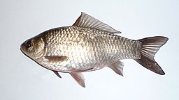 Carassius gibelio 2008 G1