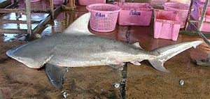 Carcharhinus amboinensis phuket.JPG