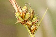 Carex.pilulifera4.-.lindsey.jpg