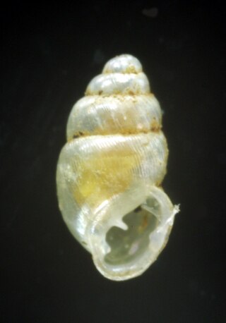 <i>Carychium</i> Genus of gastropods