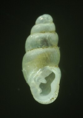 Acteophila
