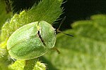 Miniatura para Cassida viridis