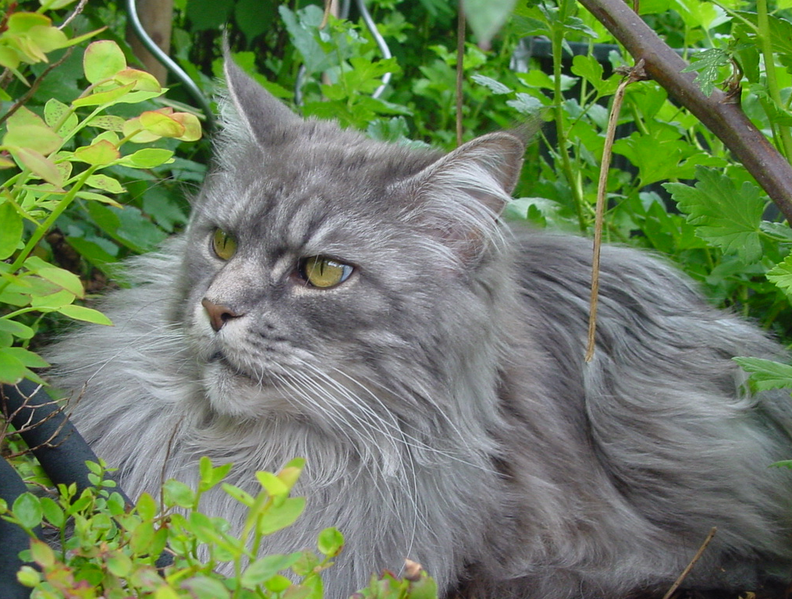 File:Cat-MaineCoon-Lucy.png