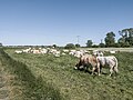 * Nomination: Cattle in Kückenshagen, Saal --MB-one 09:27, 27 July 2023 (UTC) * Review  Comment Nice composition. But the image is too bright, especially the cows in the background. There is nearly no contrast. -- Spurzem 12:25, 27 July 2023 (UTC)  Done Thanks for the review. Should be better now. --MB-one 17:06, 28 July 2023 (UTC)