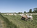 Cattle, Saal (LRM 20200531 155119).jpg