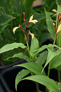 <i>Cautleya gracilis</i>