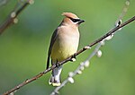 Thumbnail for File:Cedar Waxwing 3190m.jpg