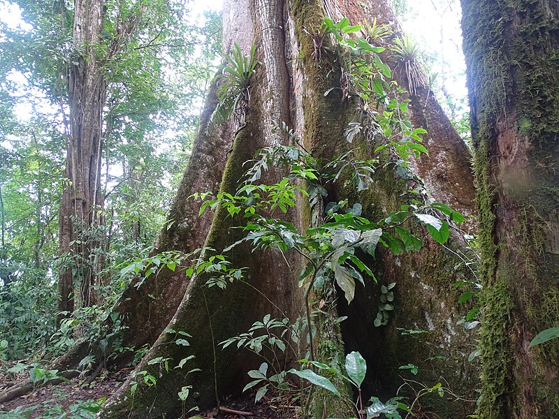 File:Ceiba Árbol de la Paz 4.jpg