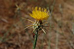 Centaurea solstitialis