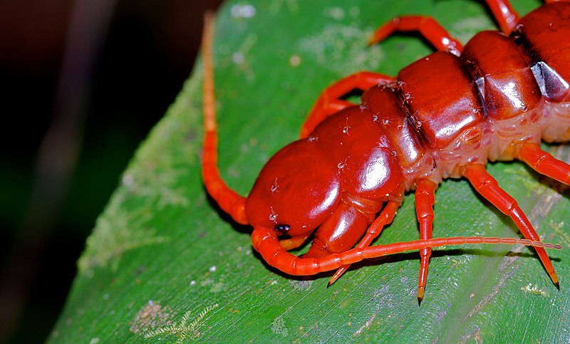 File:Centipede (Scolopendra subspinipes) covered with ticks (8677371985).jpg