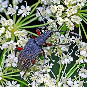 Cerambycidae - Evodinus clathratus.JPG görüntüsünün açıklaması.
