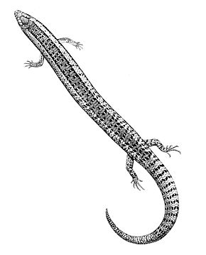 Descrição da imagem Chalcides bottegi 1897.jpg.