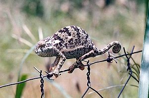 Chameleon, Botswana3.jpg