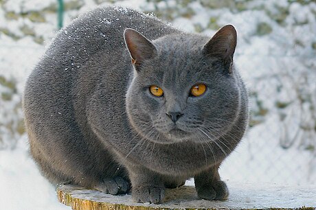 Chartreux