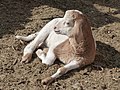 * Nomination Goat kid, Tozeur, Tunisia. --Tsaag Valren 23:50, 1 March 2020 (UTC) * Promotion Good quality --Michielverbeek 08:30, 2 March 2020 (UTC)