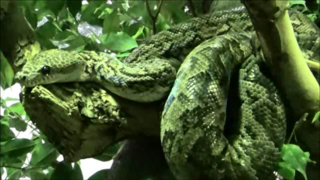 Ménagerie du jardin des plantes[2] Paris/France