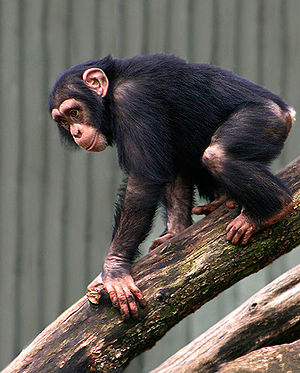 Chimpanse.jpg