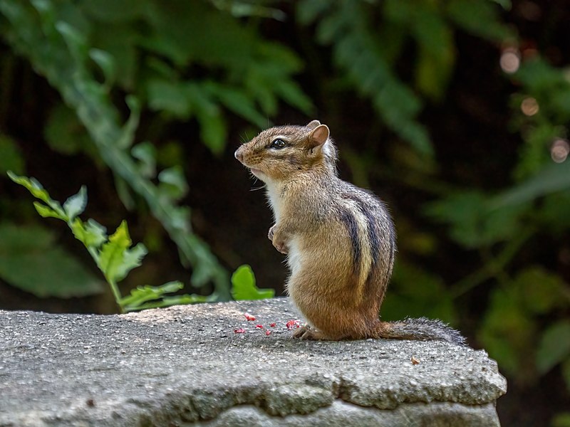 File:Chipmunk in PP (93909).jpg