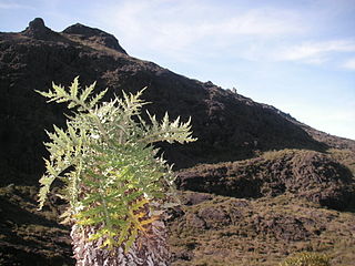 Chirripó National Park