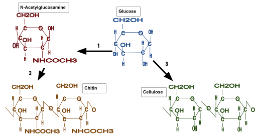 File:Chitin glucose and cellulose.svg